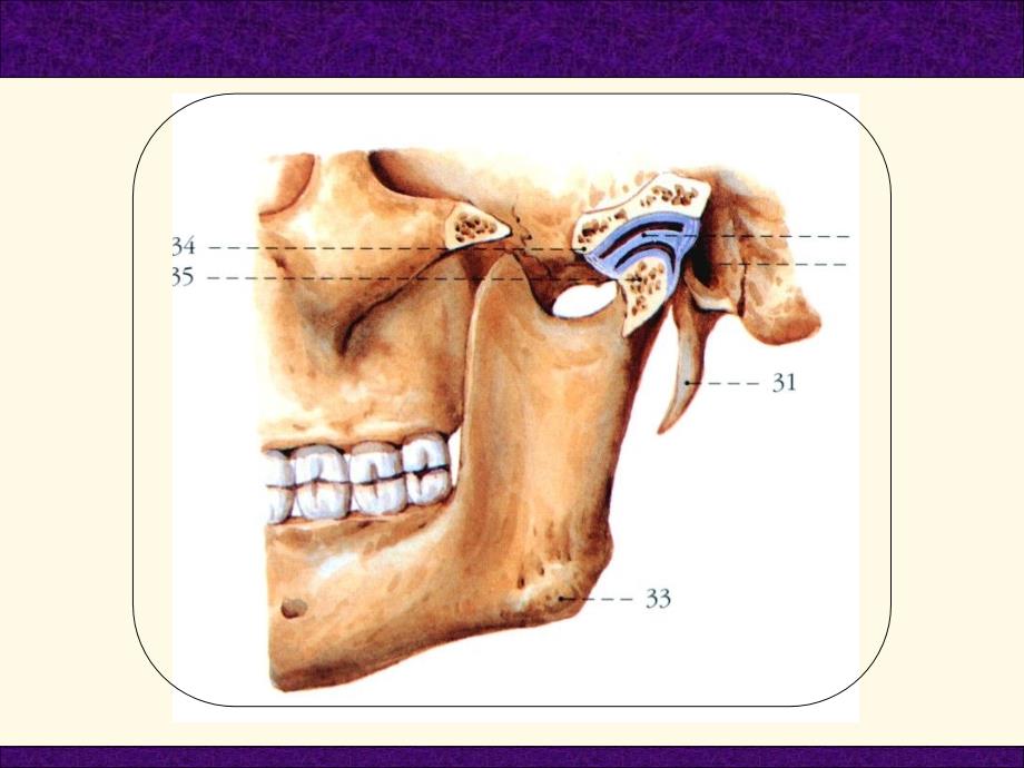 口腔颌面解剖学颞下颌关节ppt课件_第4页