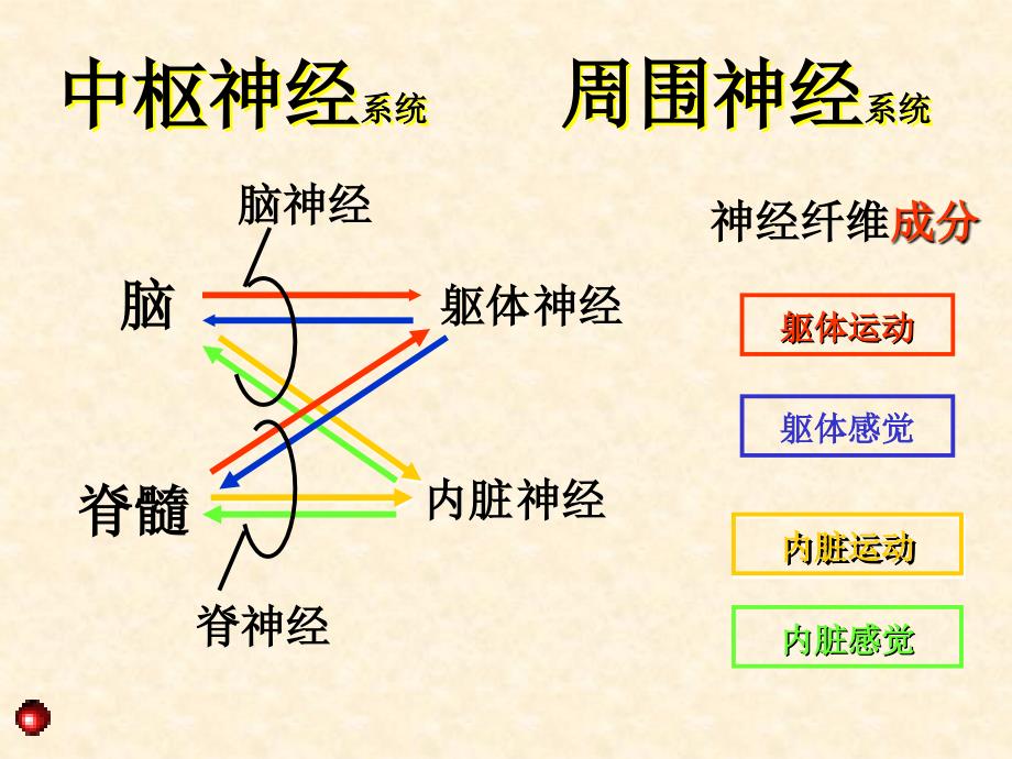 《总论脊髓》PPT课件ppt课件_第4页