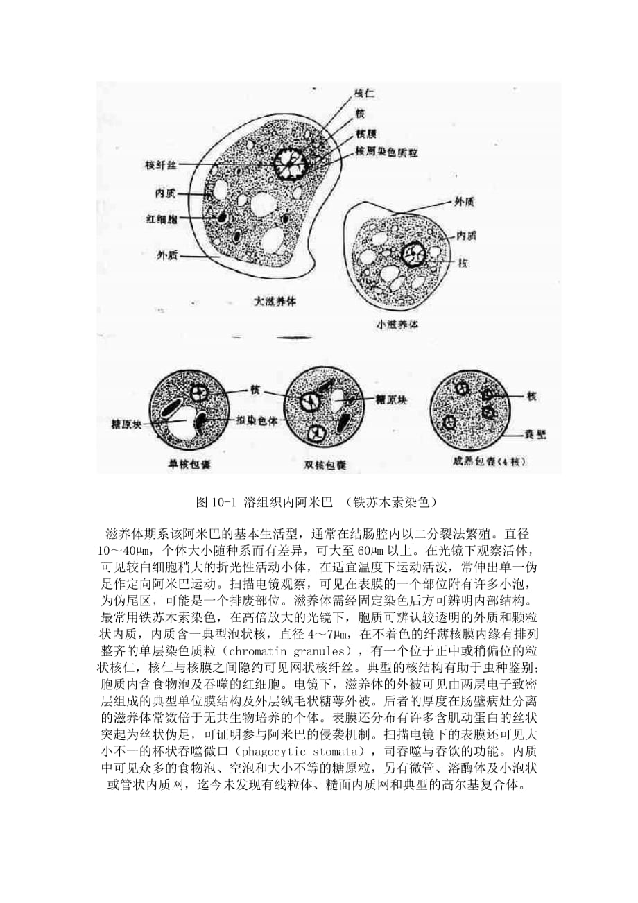 (组织设计）第一节溶组织内阿米巴_第2页