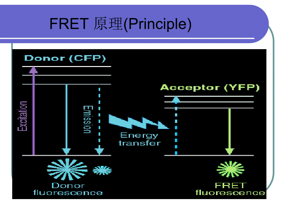 荧光共振能量转移 FERT_第4页