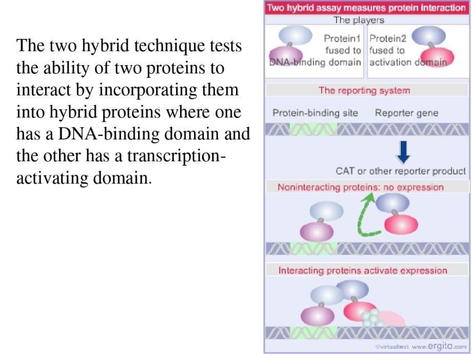 最新蛋白互作研究方法_第5页