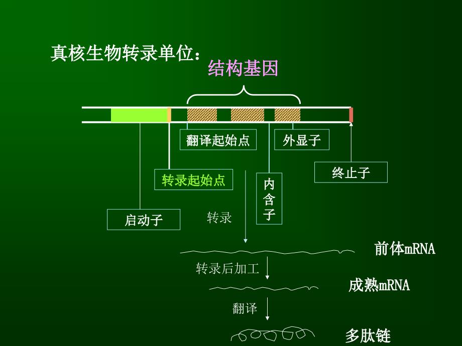 生物化学要点教学讲义_第2页