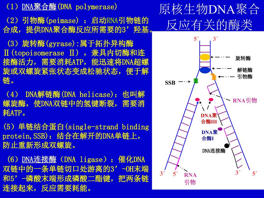 生物化学要点教学讲义_第4页