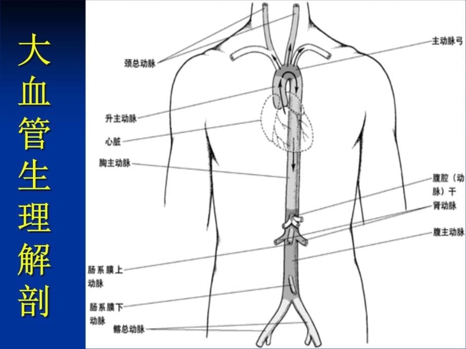 主动脉夹层护理--罗湘玉--10-22教学讲义_第5页