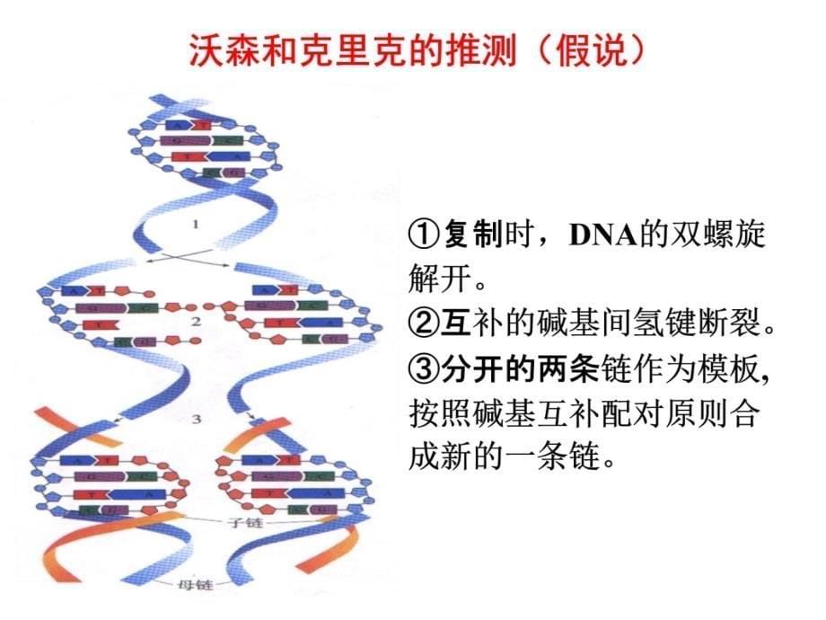 遗传信息的传递培训讲学_第5页