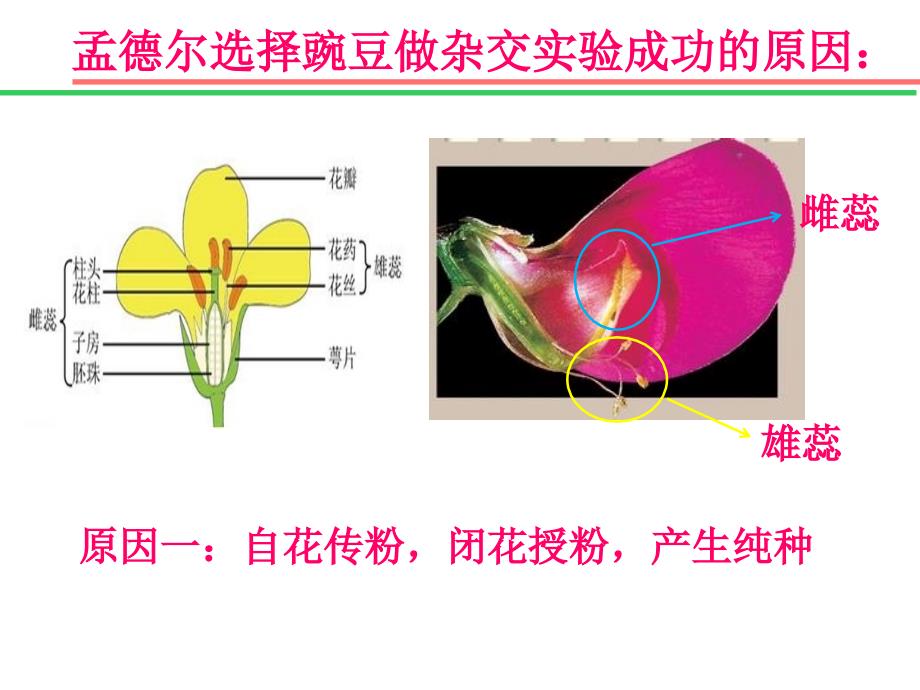 遗传学的奠基人孟德尔教材课程_第4页