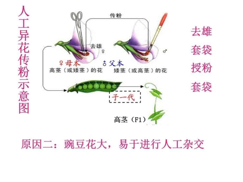 遗传学的奠基人孟德尔教材课程_第5页