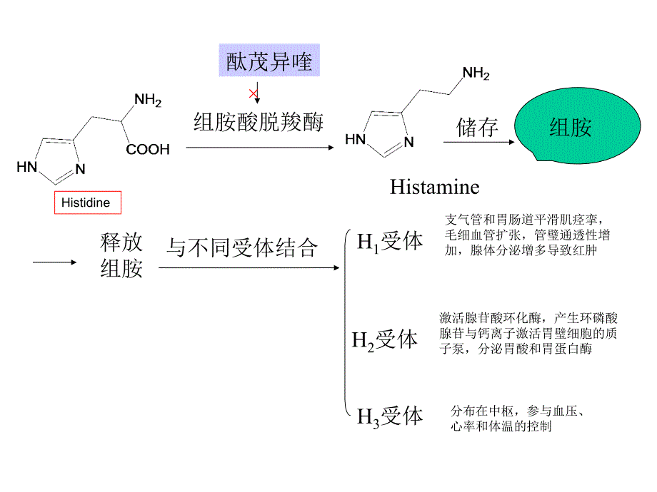 组胺酸脱羧酶教学材料_第1页