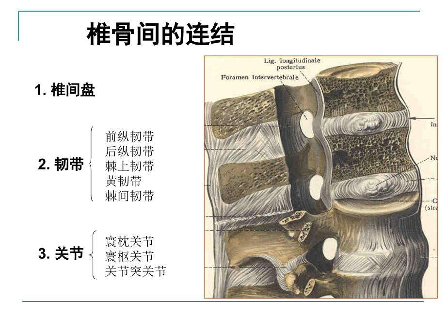 冯俊平椎骨的连结试讲ppt课件_第2页