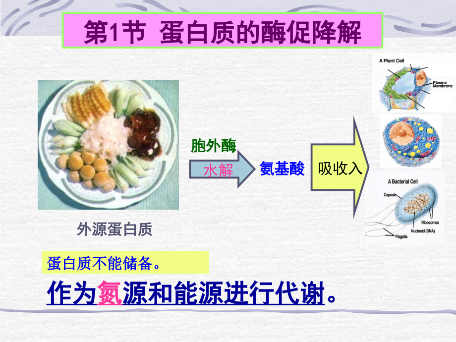 蛋白质的酶促降解和氨基酸代谢 (2)ppt课件_第2页