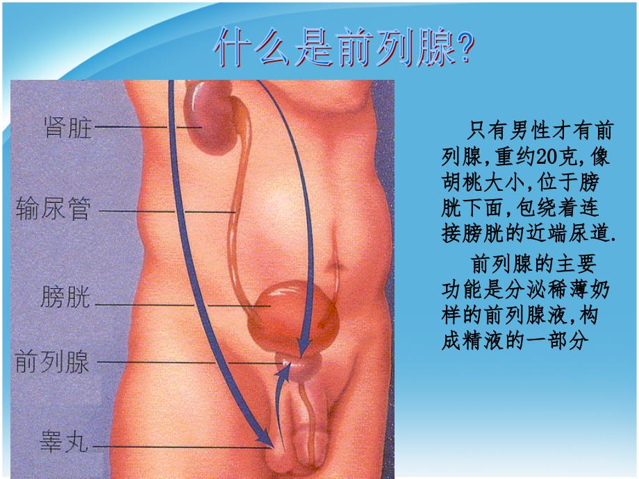 慢性前列腺增生对人体的影响教学幻灯片_第2页