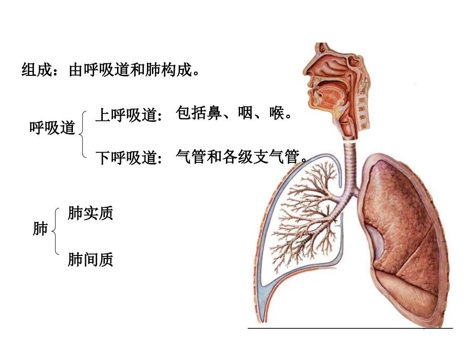 系统解剖学呼吸系统zhappt课件_第1页