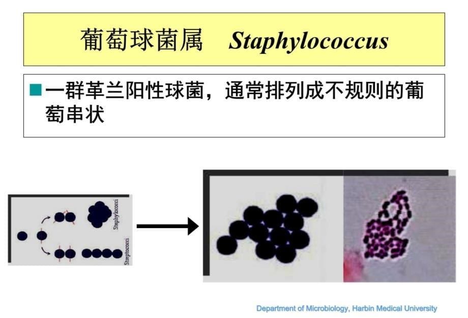 葡萄球菌属教学教案_第5页