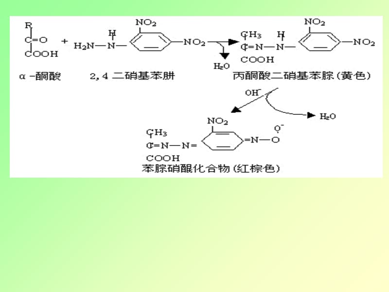 转氨酶实验前讨论培训教材_第4页