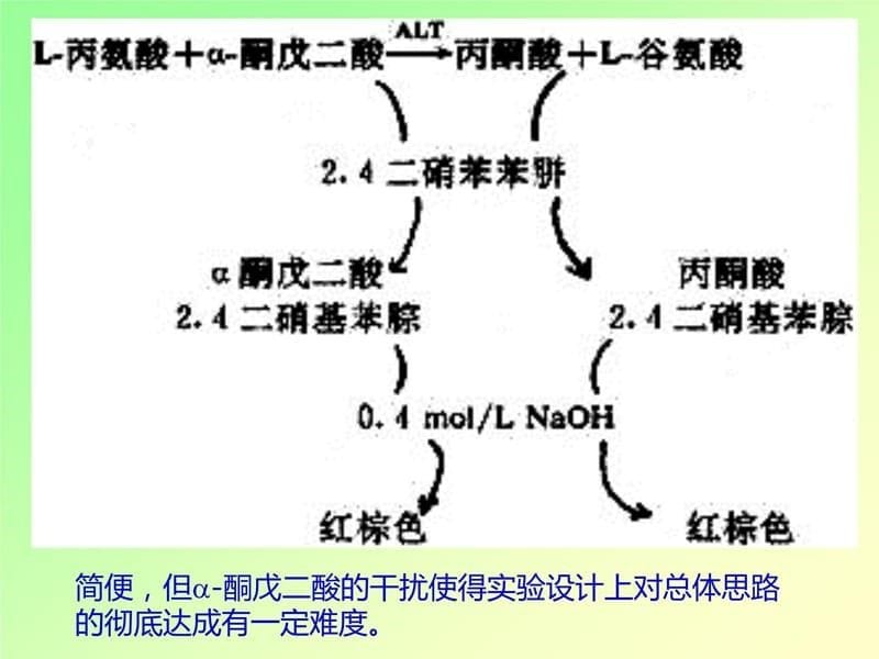 转氨酶实验前讨论培训教材_第5页