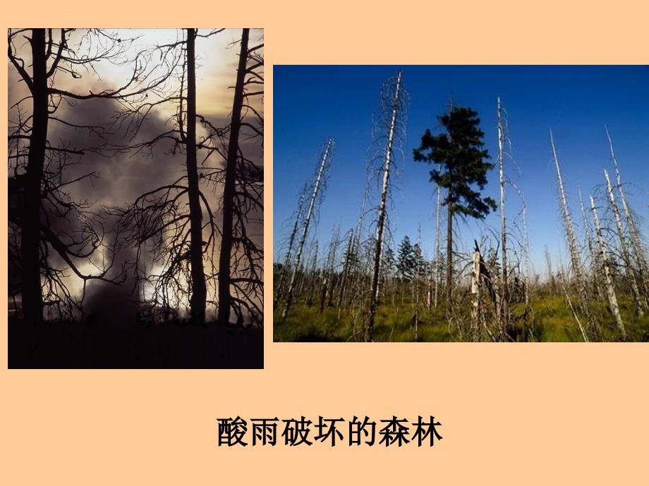 人教版七年级下生物（2013年春使用）《第七章 第二节 探究环境污染对生物的影响》课件_第4页