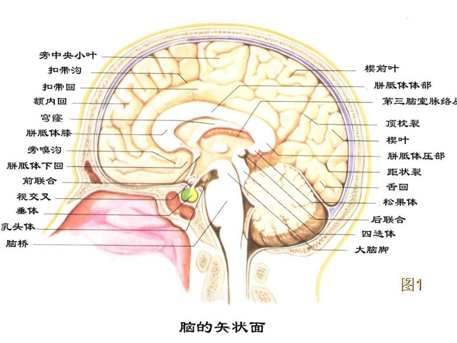 间脑的解剖生理及定位诊断ppt课件_第4页