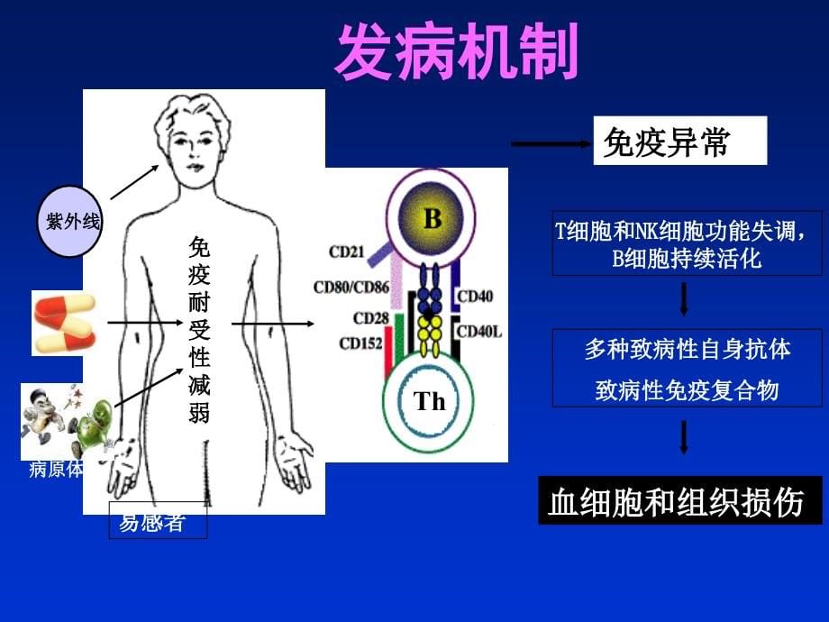 泌尿系统疾病肾内（七年制）ppt课件_第5页