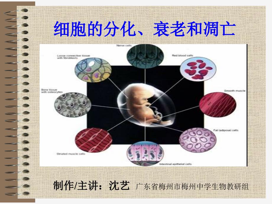 细胞的分化衰老和凋亡培训教材_第1页