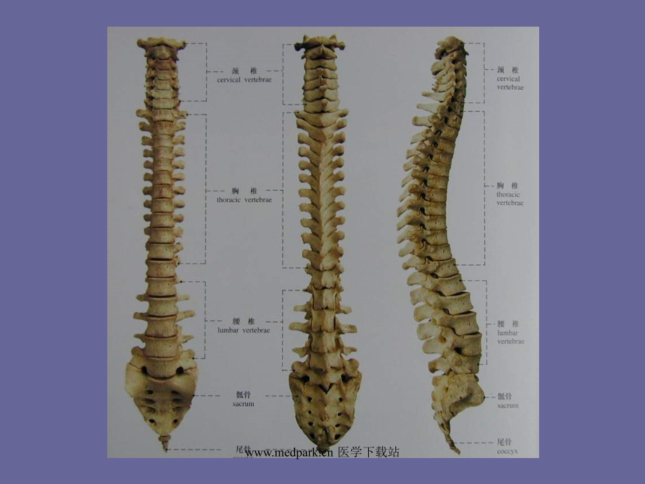 腰腿痛课件教学讲义_第4页