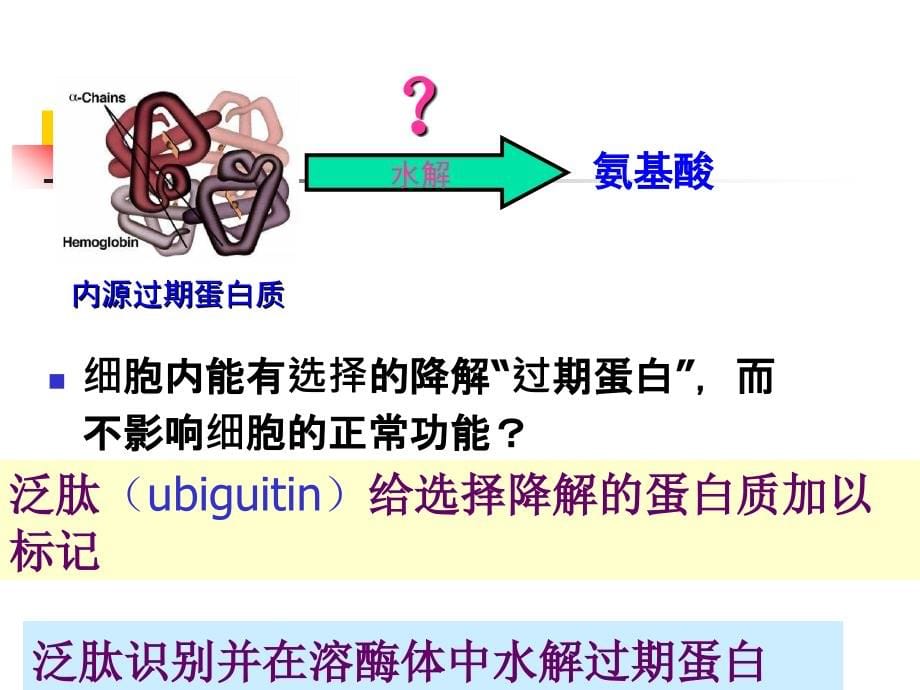 蛋白质的降解与氨基酸的代谢江大食品生化ppt课件_第5页