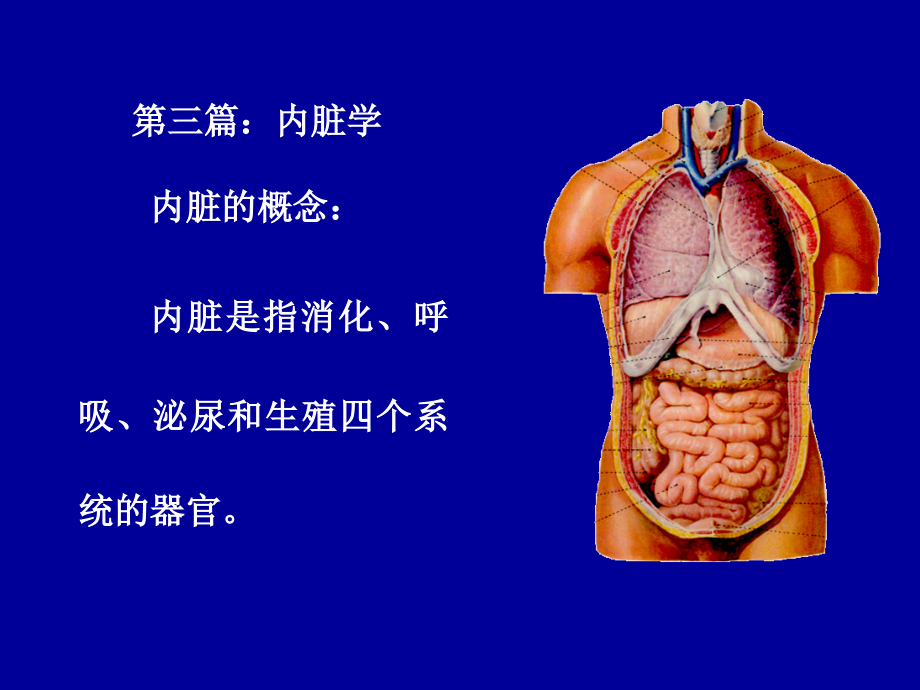 解剖学第4讲：消化系统、呼吸系统ppt课件_第1页