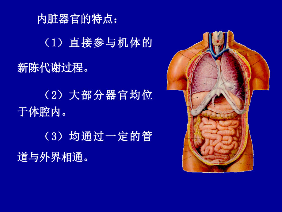 解剖学第4讲：消化系统、呼吸系统ppt课件_第2页