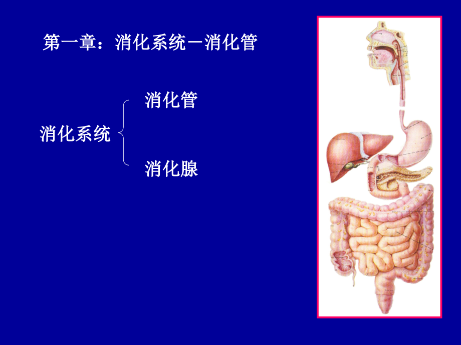 解剖学第4讲：消化系统、呼吸系统ppt课件_第3页