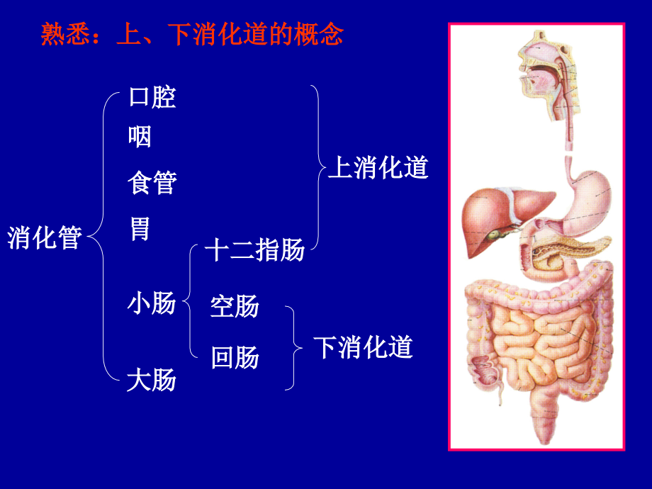 解剖学第4讲：消化系统、呼吸系统ppt课件_第4页