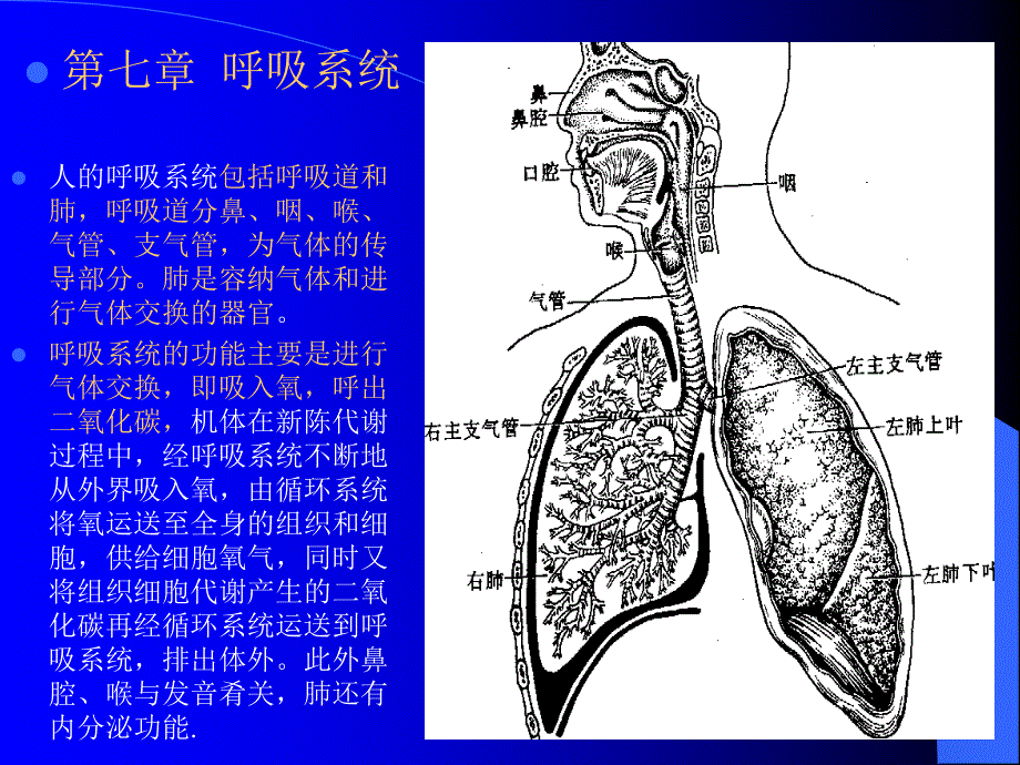 组织学与解剖学 呼吸系统幻灯片资料_第1页