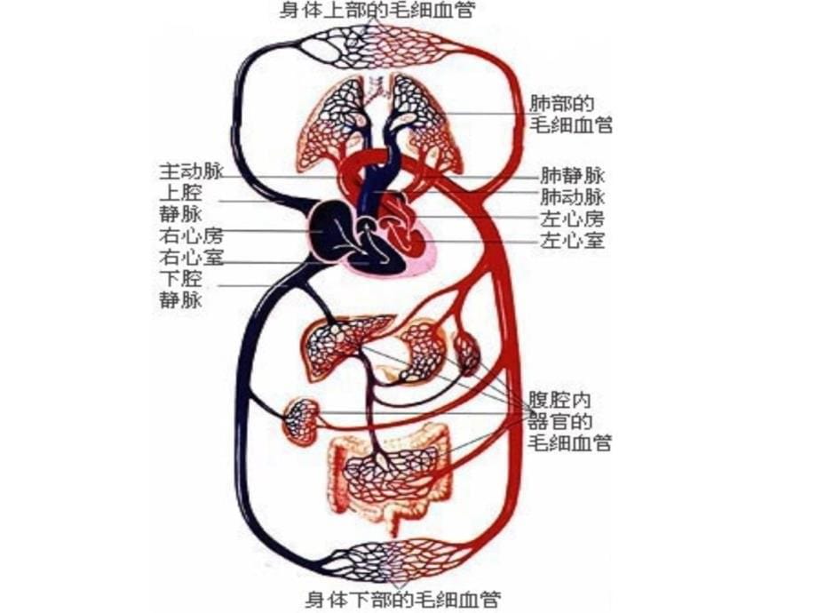 血液循环途径教学教案_第5页