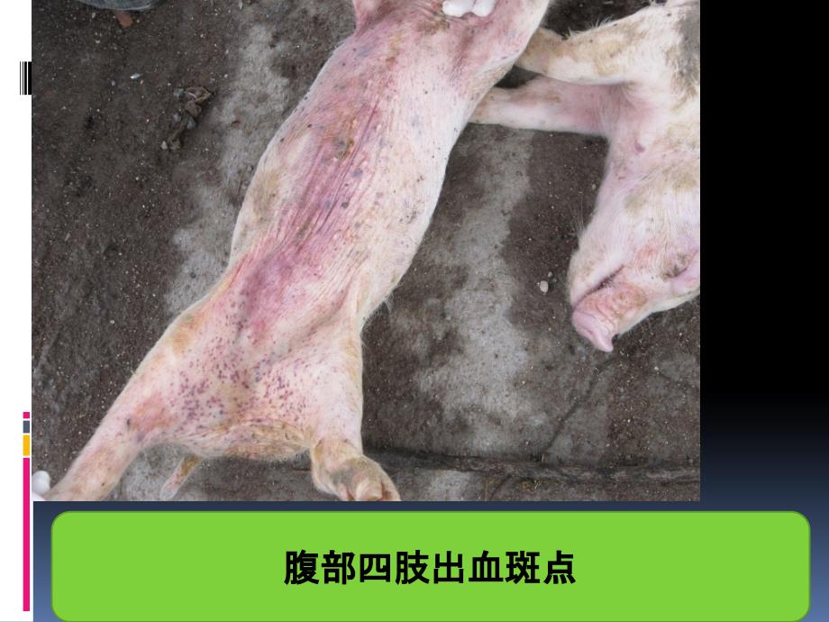 猪瘟解剖的经典照片-上教学材料_第4页