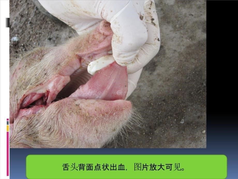 猪瘟解剖的经典照片-上教学材料_第5页