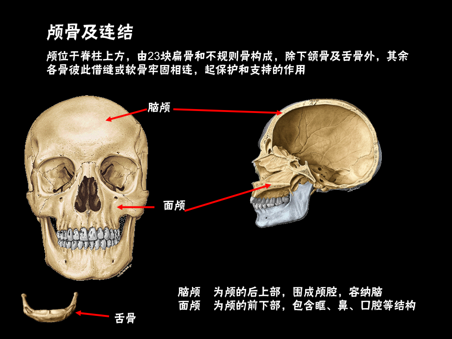 颅骨及连结、四肢骨及连结ppt课件_第2页