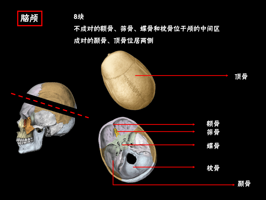 颅骨及连结、四肢骨及连结ppt课件_第3页