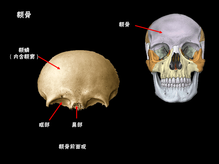 颅骨及连结、四肢骨及连结ppt课件_第4页