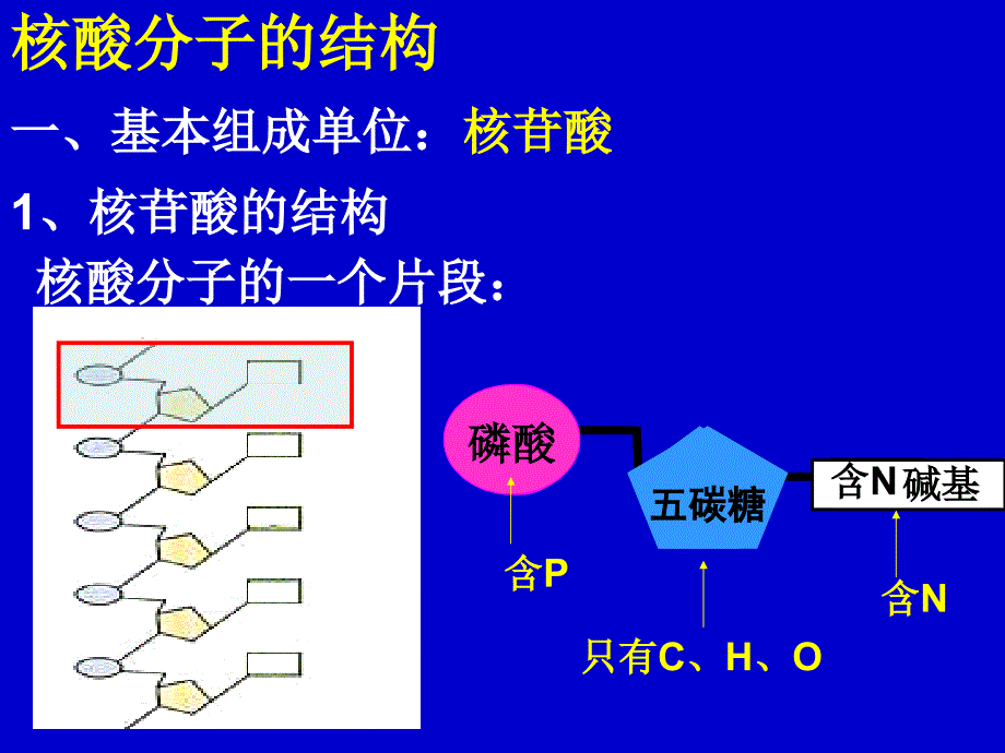 遗传信息的携带者核酸最新教学材料_第4页