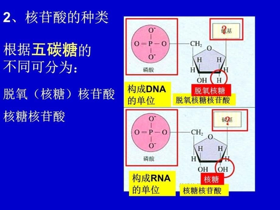 遗传信息的携带者核酸最新教学材料_第5页