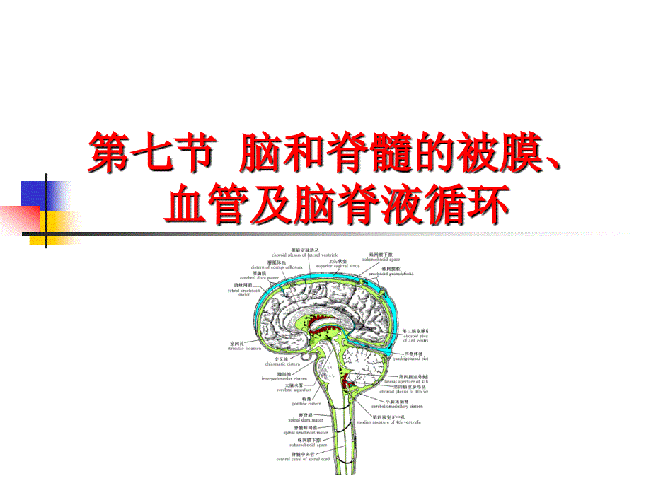 《中枢神经系统六》PPT课件ppt课件_第1页