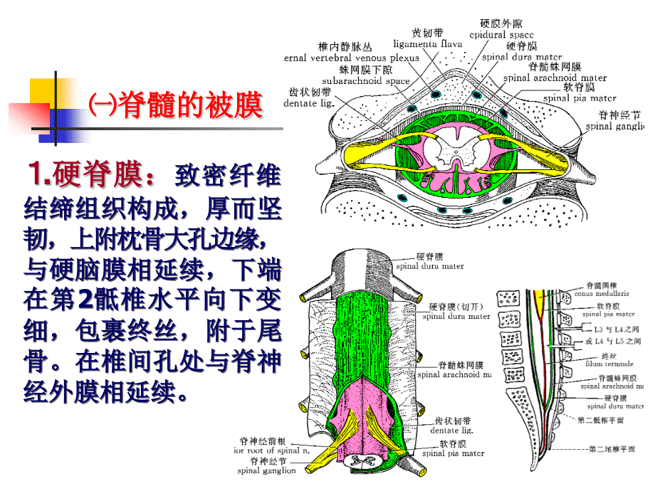 《中枢神经系统六》PPT课件ppt课件_第3页