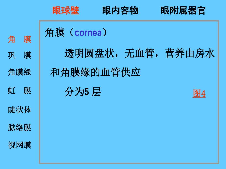 眼和耳(眼)幻灯片资料_第4页