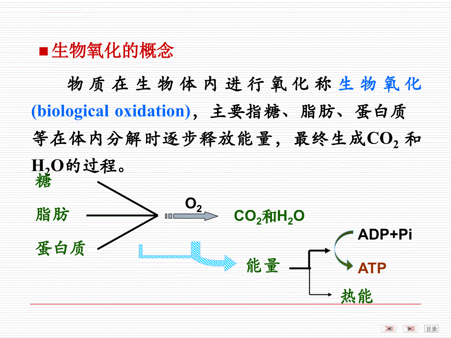 第06章生物氧化课件_第2页