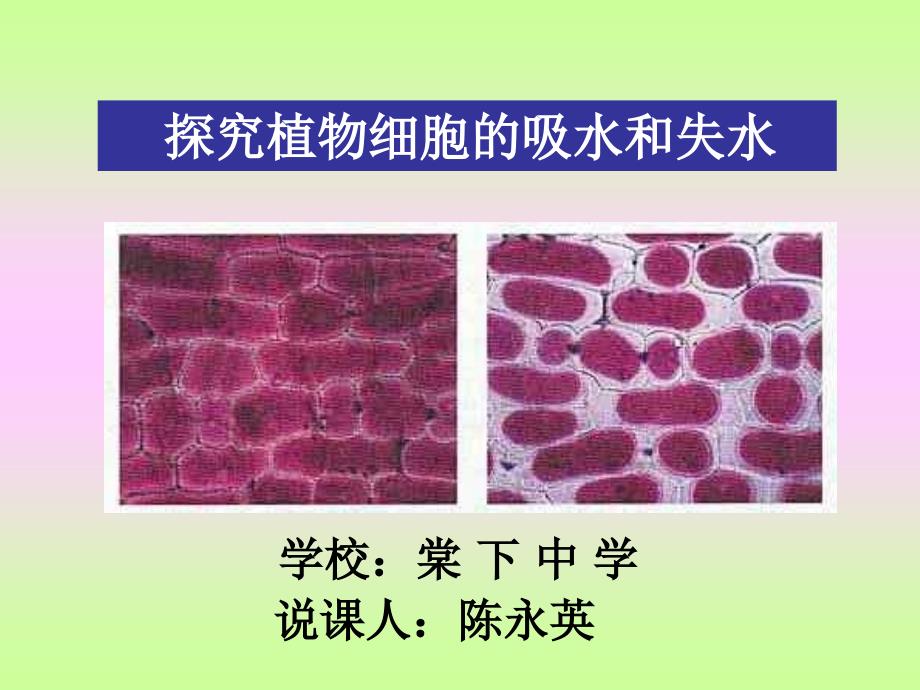 探究植物细胞吸水和失水研究报告_第1页