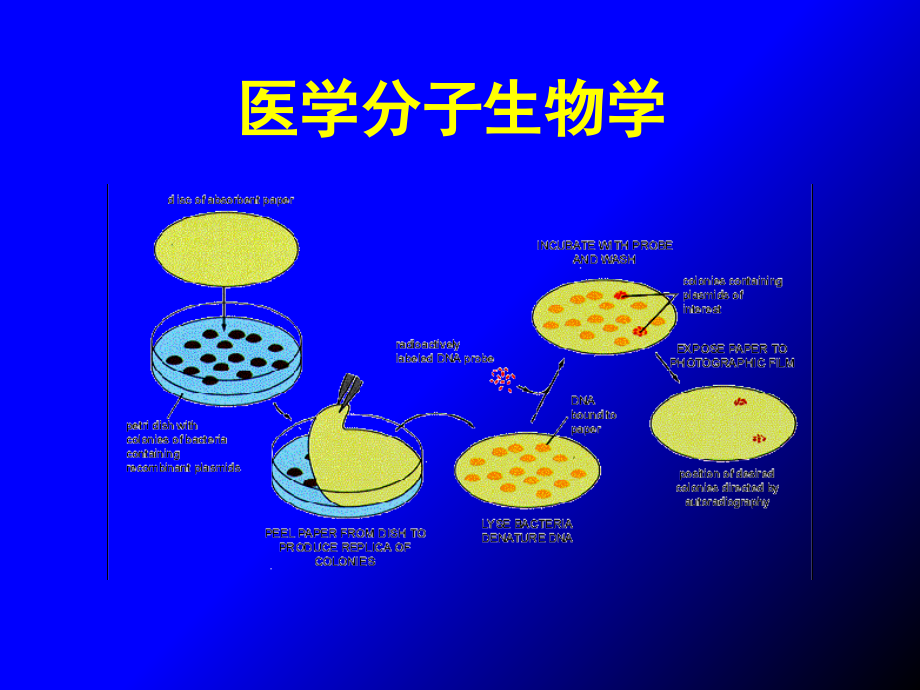 医学分子生物学王燕菲讲解学习_第1页