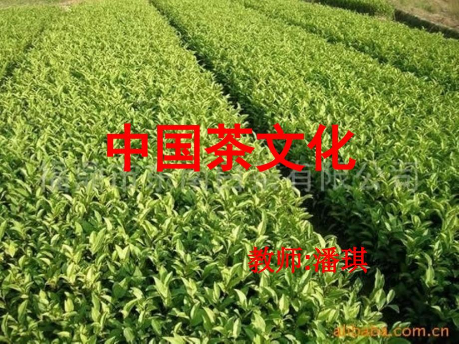 中国茶文化教材课程_第1页