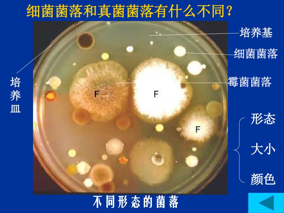 怎样才能方便的观察和检测细菌和真菌教学教材_第4页