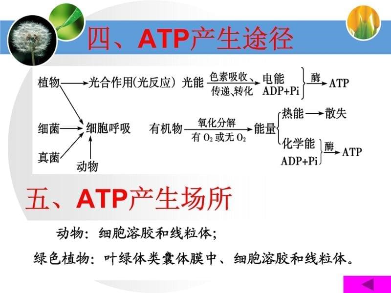 有关ATP结构的会考复习课件学习资料_第5页