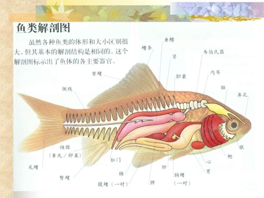 鱼类学常识课件教学讲义_第5页