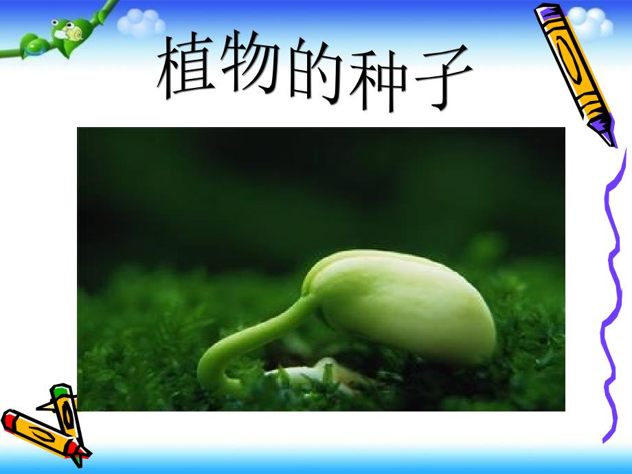 人教版三年级下册科学科《植物的种子》 (共16张PPT)_第1页