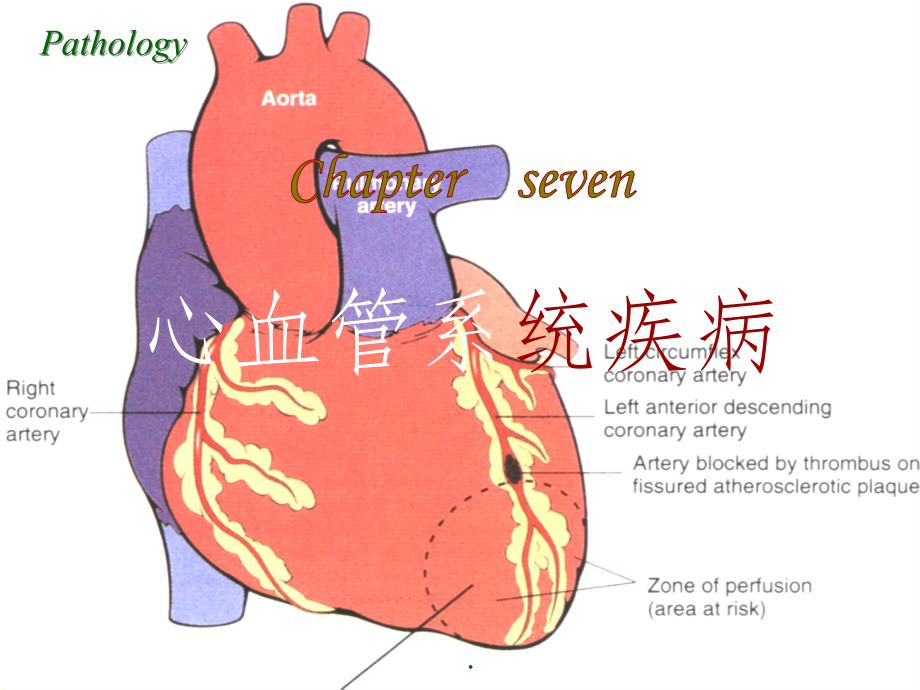 病理学(第八版)最新心血管系统疾病ppt课件_第1页